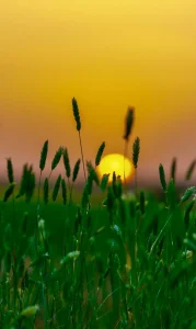 Lush Vegetation Covers Northern Border Pastures, Attracting Livestock Breeders