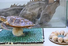 Zayla'i Museum Spotlights Farasan’s Maritime Legacy