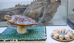 Zayla'i Museum Spotlights Farasan’s Maritime Legacy