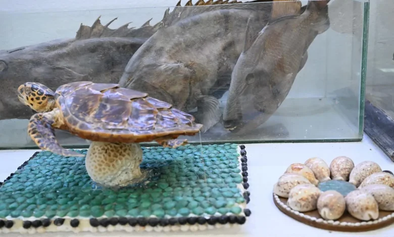 Zayla'i Museum Spotlights Farasan’s Maritime Legacy