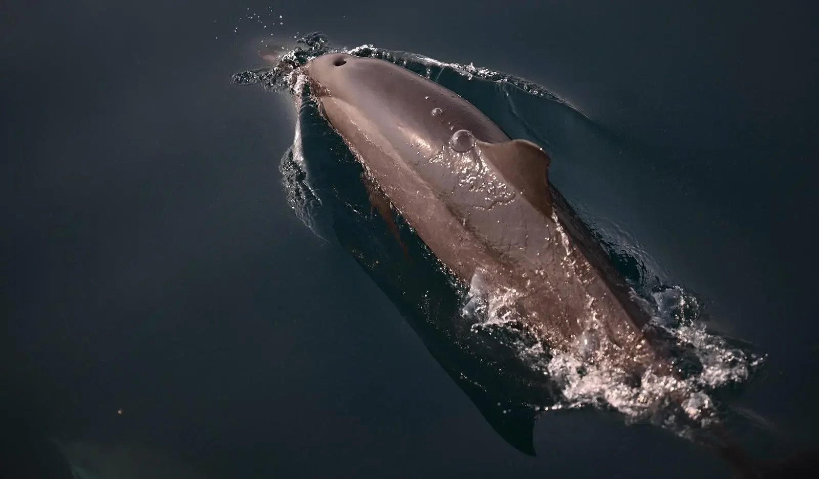 Farasan Islands Emerge as Ideal Haven for Playful Dolphins