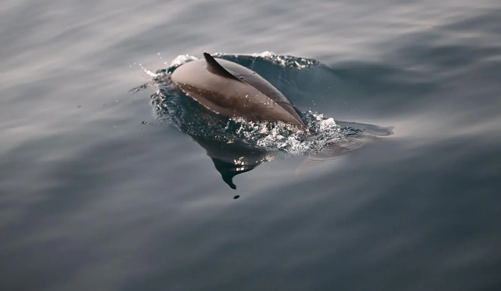 Farasan Islands Emerge as Ideal Haven for Playful Dolphins