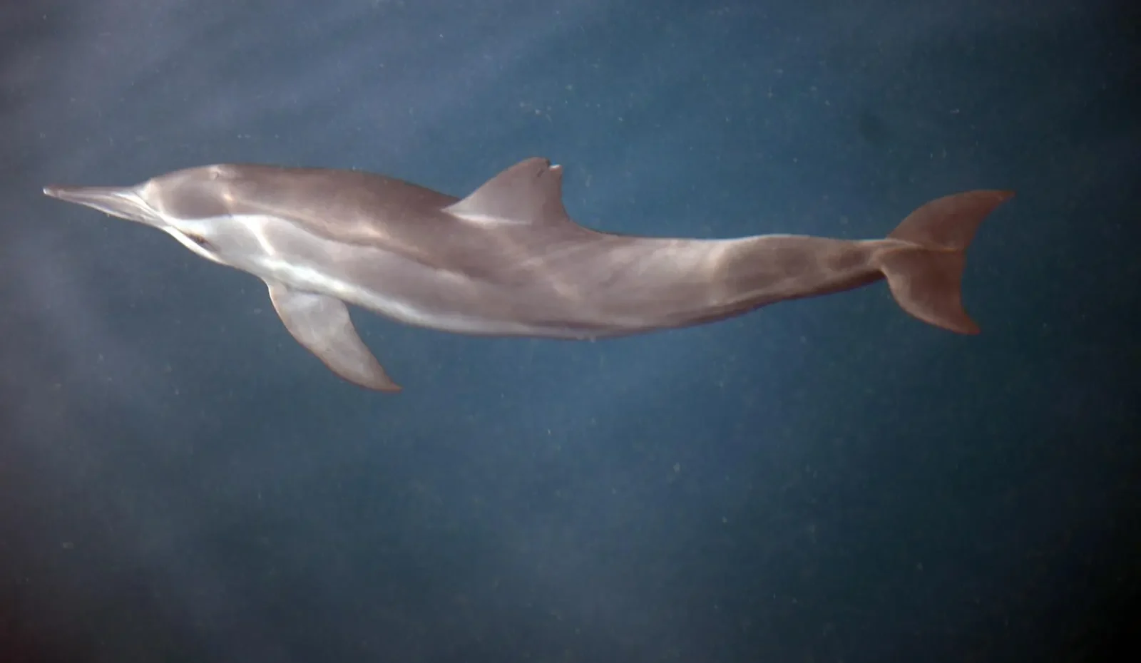 Farasan Islands Emerge as Ideal Haven for Playful Dolphins