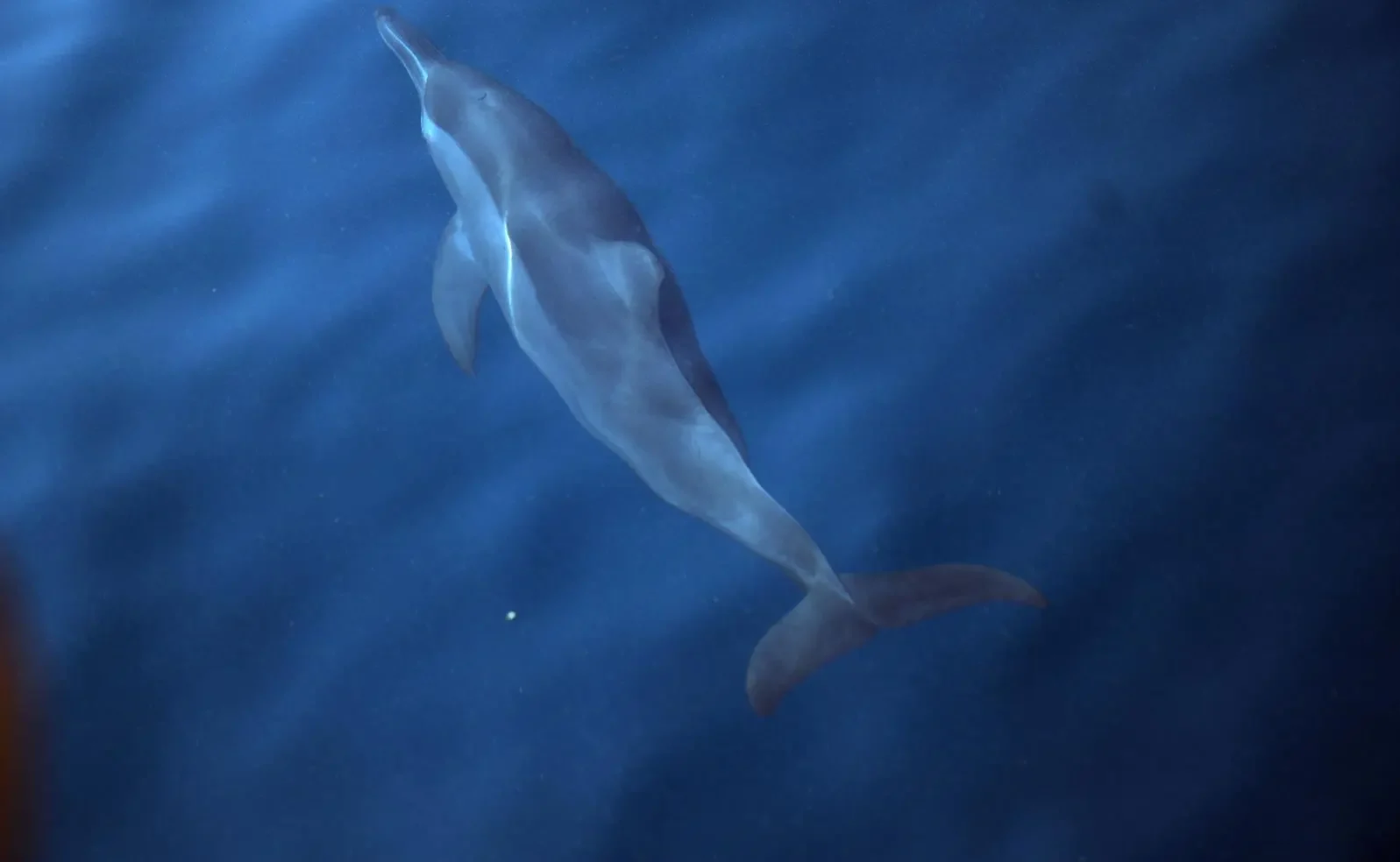 Farasan Islands Emerge as Ideal Haven for Playful Dolphins