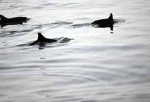 Farasan Islands Emerge as Ideal Haven for Playful Dolphins