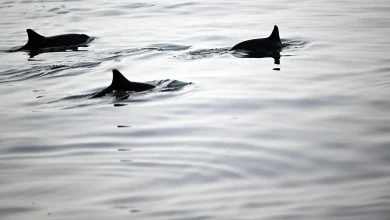 Farasan Islands Emerge as Ideal Haven for Playful Dolphins