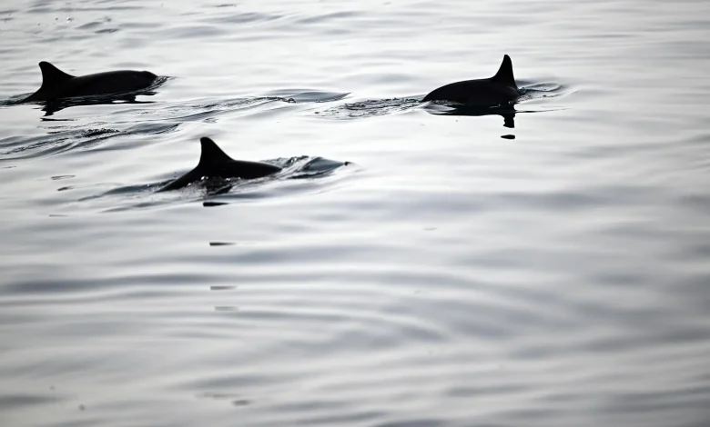 Farasan Islands Emerge as Ideal Haven for Playful Dolphins