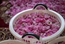 Taif Rosewater Production Continues as Cherished Spring Tradition