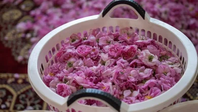 Taif Rosewater Production Continues as Cherished Spring Tradition