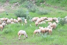 Jubail Livestock Farm Complex Surpasses 75% Completion
