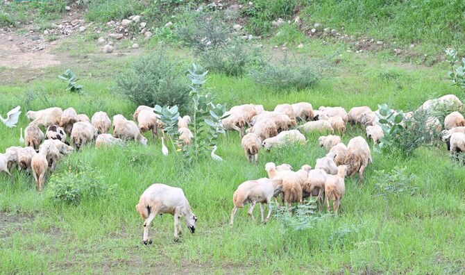 Jubail Livestock Farm Complex Surpasses 75% Completion