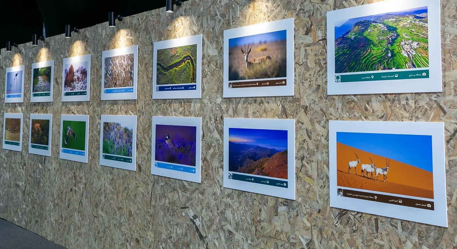 Saudi Environment Week 2026 Showcases Diverse Landscapes and Wildlife