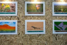 Saudi Environment Week 2026 Showcases Diverse Landscapes and Wildlife