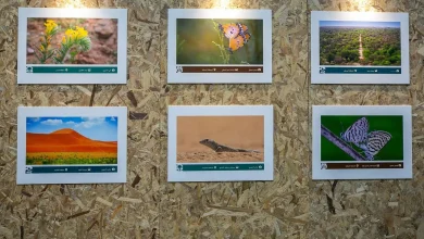 Saudi Environment Week 2026 Showcases Diverse Landscapes and Wildlife