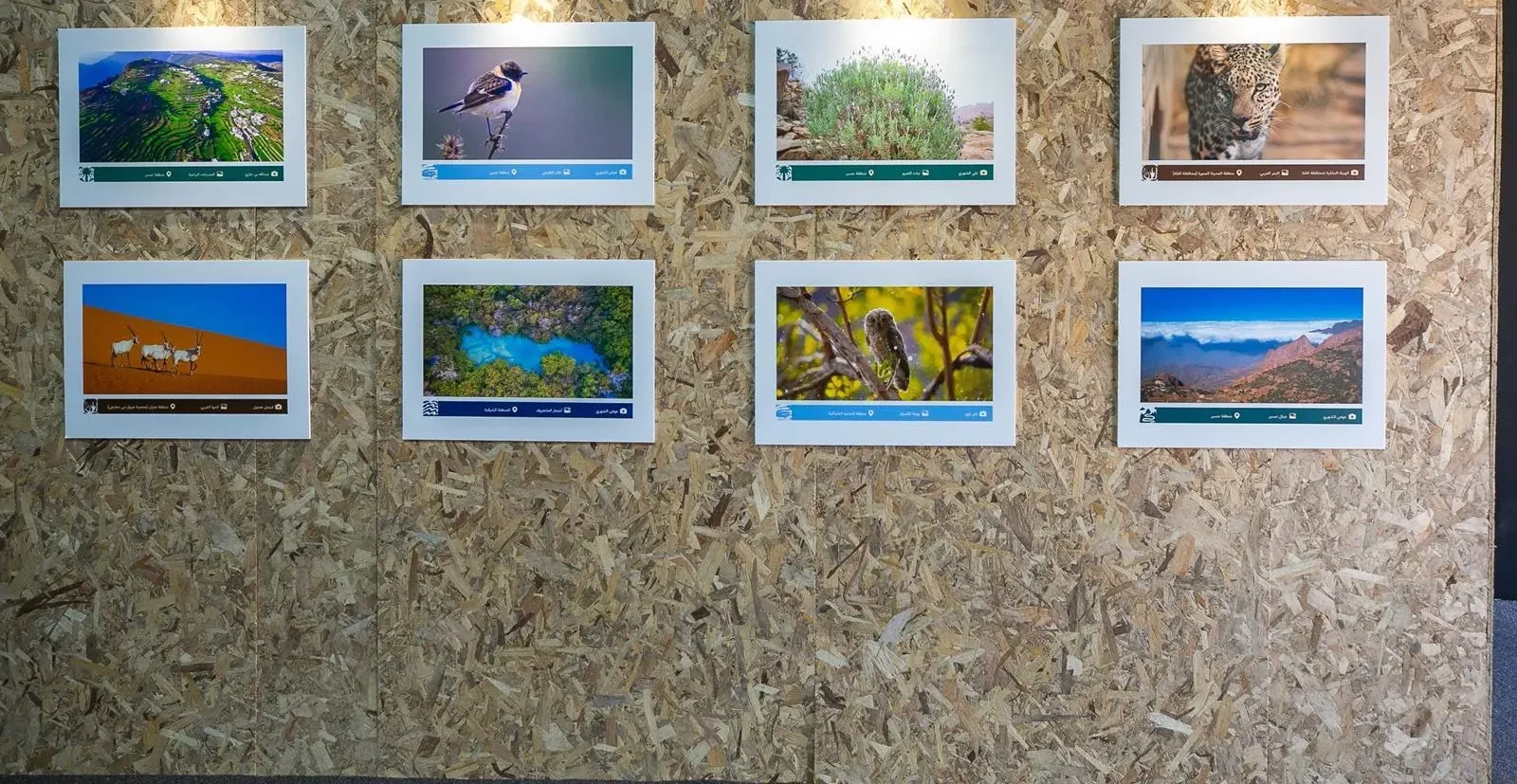 Saudi Environment Week 2026 Showcases Diverse Landscapes and Wildlife