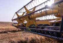 Wheat Harvest Season: Qassim’s Growing Production Bolsters National Food Security
