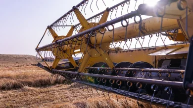 Wheat Harvest Season: Qassim’s Growing Production Bolsters National Food Security