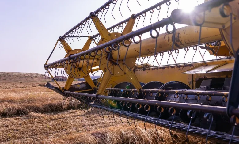 Wheat Harvest Season: Qassim’s Growing Production Bolsters National Food Security