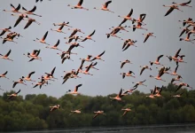 Jazan:  Key Natural Haven for Migratory Birds on World Migratory Bird Day