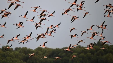 Jazan:  Key Natural Haven for Migratory Birds on World Migratory Bird Day