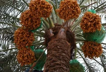 Saudi Arabia Launches Early Date Harvest Campaign