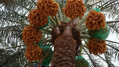Saudi Arabia Launches Early Date Harvest Campaign