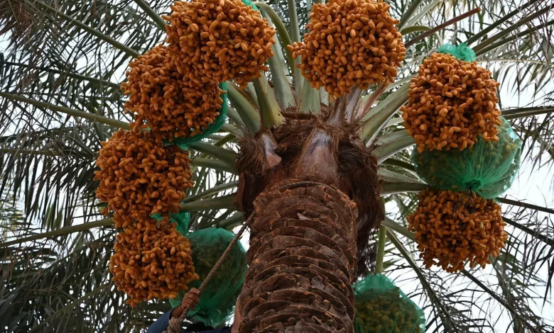 Saudi Arabia Launches Early Date Harvest Campaign