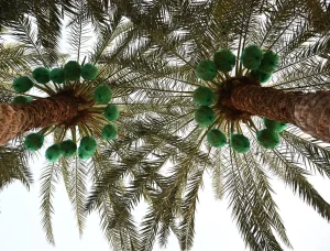 Saudi Arabia Launches Early Date Harvest Campaign