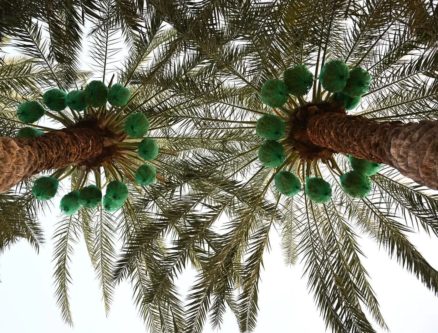 Saudi Arabia Launches Early Date Harvest Campaign