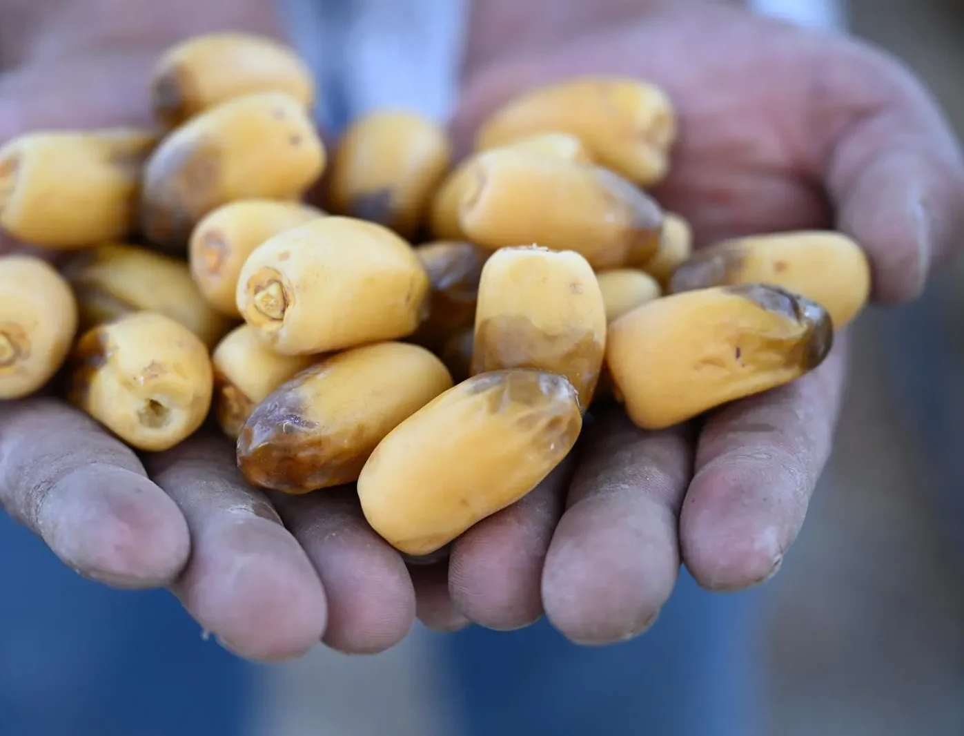 Saudi Arabia Launches Early Date Harvest Campaign