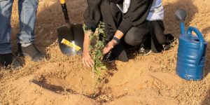 The Growing Power of Trees in Saudi Arabia's Climate Strategy