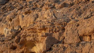 Say Hello to Umm Quwaik: Saudi Arabia's Silent Desert Guardian
