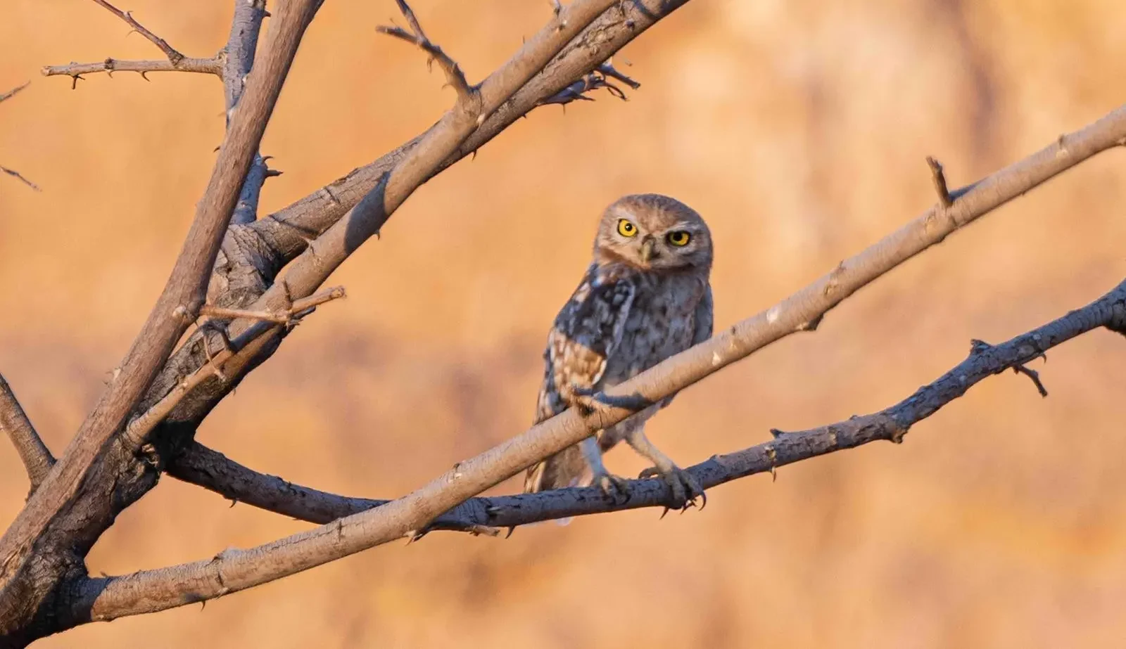 Say Hello to Umm Quwaik: Saudi Arabia's Silent Desert Guardian