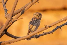 Say Hello to Umm Quwaik: Saudi Arabia's Silent Desert Guardian