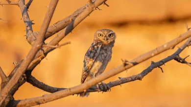 Say Hello to Umm Quwaik: Saudi Arabia's Silent Desert Guardian
