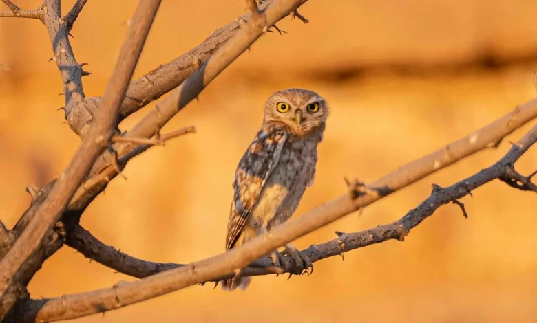 Say Hello to Umm Quwaik: Saudi Arabia's Silent Desert Guardian