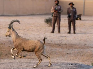 Saudi Rangers Lead a New Chapter in Environmental Protection and Conservation