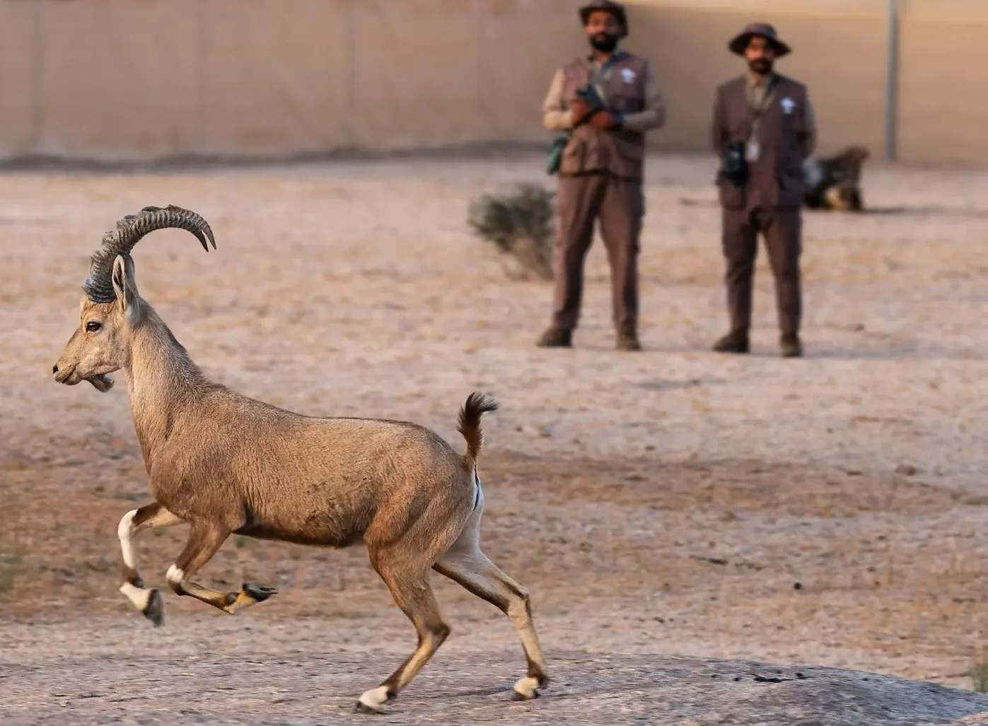 Saudi Rangers Lead a New Chapter in Environmental Protection and Conservation