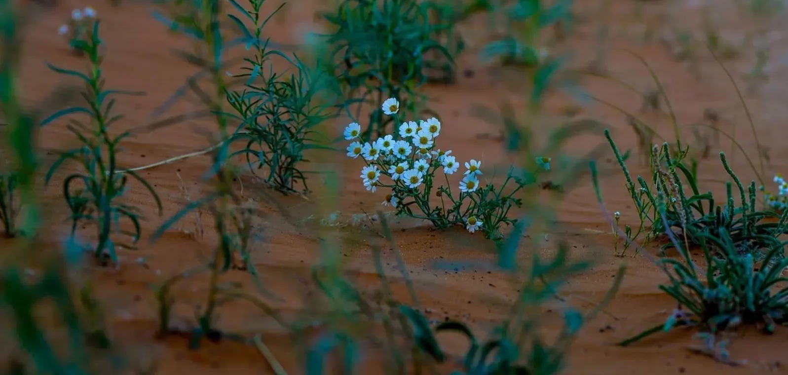 Why Is Khab Saha Captivating Nature Lovers Across Saudi Arabia?
