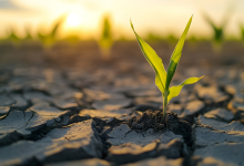 Genetic Leap: How KAUST Is Rewriting the Future of Plant Biotechnology