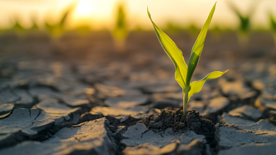 Genetic Leap: How KAUST Is Rewriting the Future of Plant Biotechnology