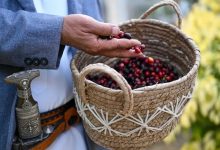 How Is Saudi Arabia Cultivating a World-Class Arabica Coffee Industry?