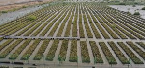 Green Ambitions: How Saudi Arabia Leads the Way for a Climate-Resilient Middle East