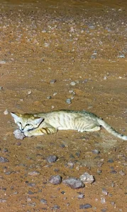Into the Wild: Discover Rare Species Flourish Across Saudi Arabia's Deserts