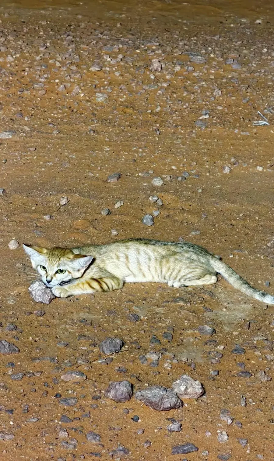 Into the Wild: Discover Rare Species Flourish Across Saudi Arabia's Deserts