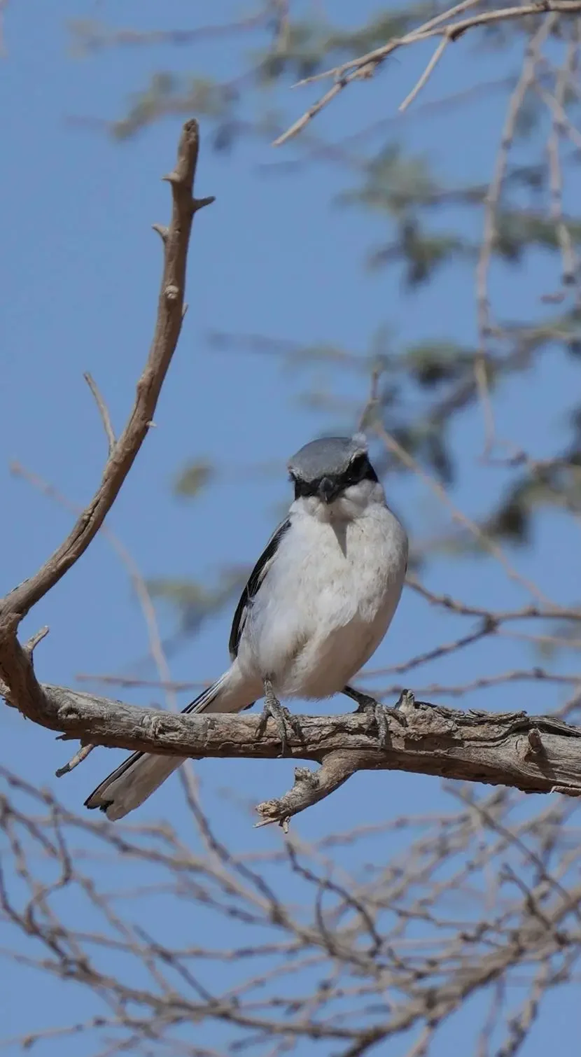 Into the Wild: Discover Rare Species Flourish Across Saudi Arabia's Deserts