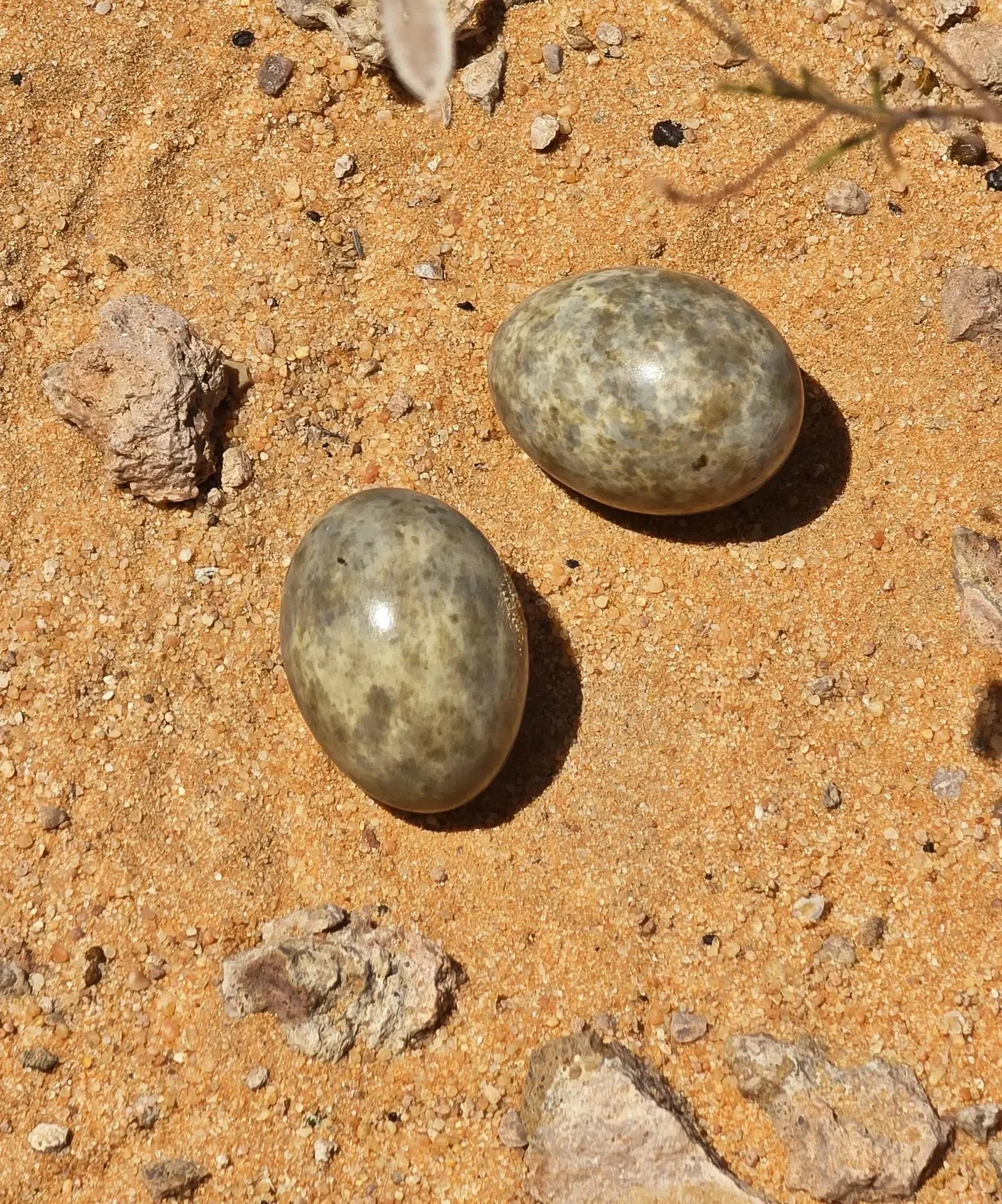 Into the Wild: Discover Rare Species Flourish Across Saudi Arabia's Deserts