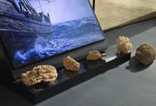 What Secrets Lie Beneath the Red Sea's Surface?