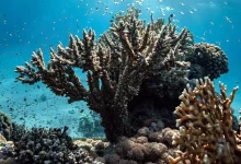 Can Corals Be Trained to Resist Disease? KAUST Uncovers the Answer