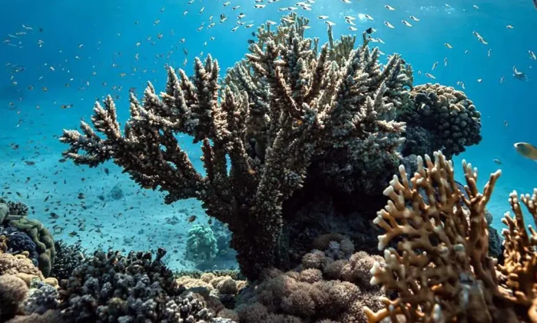 Can Corals Be Trained to Resist Disease? KAUST Uncovers the Answer